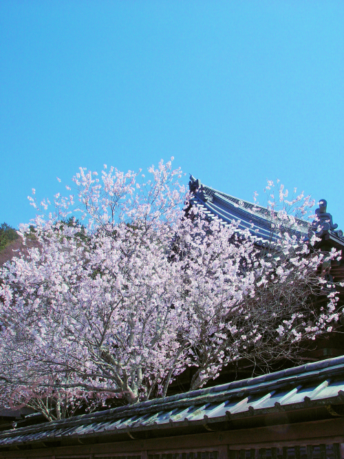 京都　山科の桜　2011年