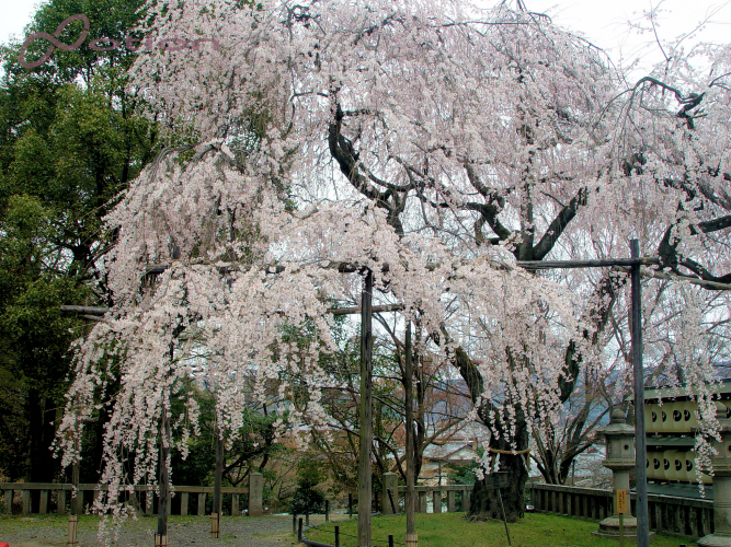 京都の桜　2011年　大石神社
