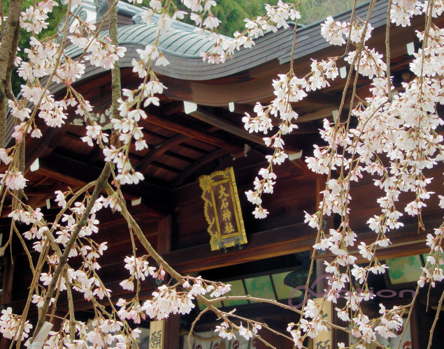 京都の桜　2011年　大石神社