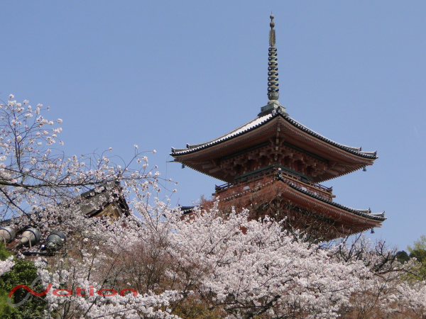 京都　東山 清水寺の桜　2011年