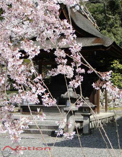 京都　東山 清水寺の桜　2011年