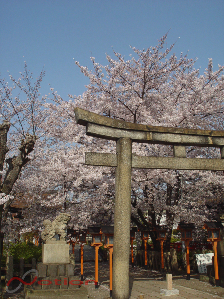 京都　八条壬生　六孫王神社の桜　2011年