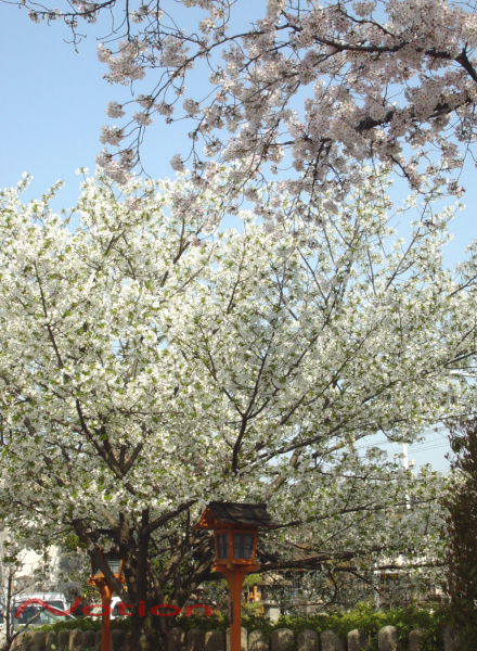 京都　八条壬生　六孫王神社の桜　2011年
