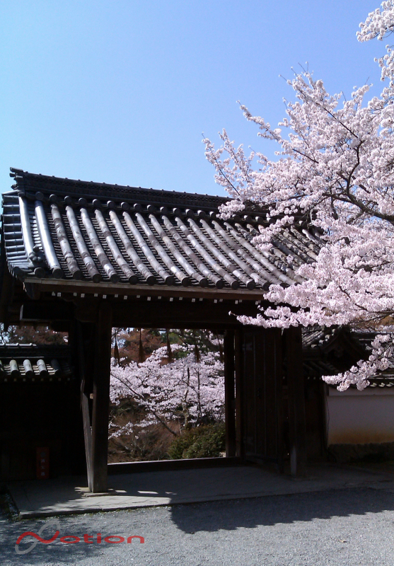 京都　山科　毘沙門堂の桜　2011年