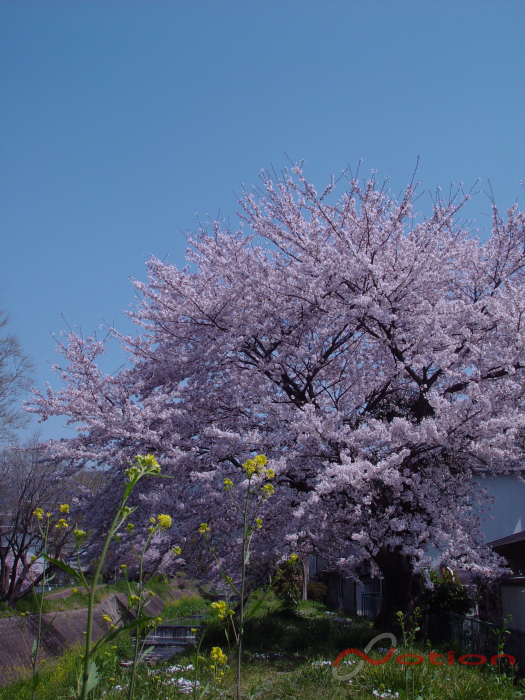 京都　音羽川の桜　2011年