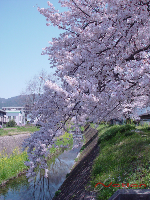 京都　音羽川の桜　2011年
